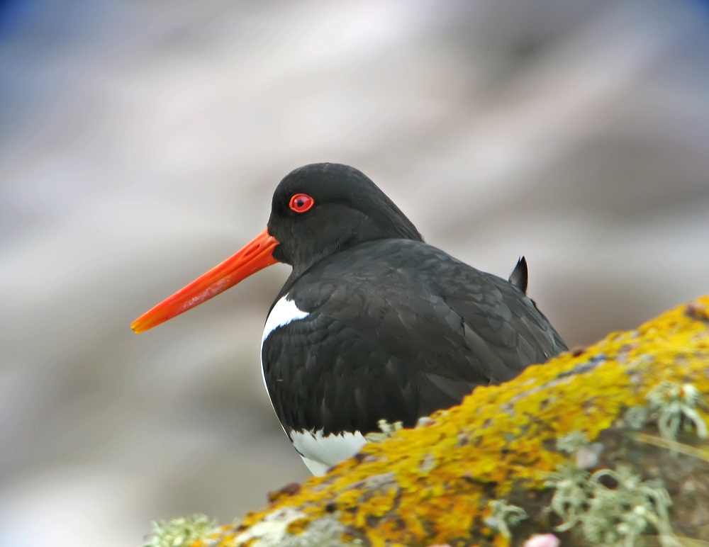 Pied Oystercatcher cDreamstime Image Library