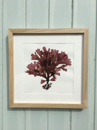 Dulse | The Seaweed Institute Workshop | Budock Vean Hotel