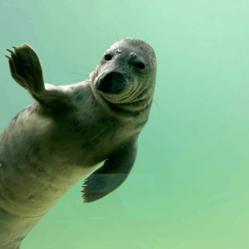 Seal in water | Cornish Seal Sanctuary | Budock Vean Hotel | Cornwall | UK