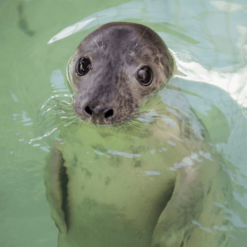 Seal in water | Cornish Seal Sanctuary | Budock Vean Hotel | Cornwall | UK