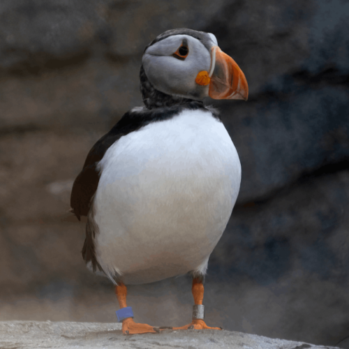 Puffin | Cornish Seal Sanctuary | Budock Vean Hotel | Cornwall | UK