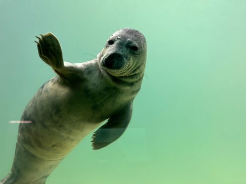 Cornish Seal Sanctuary | Seal | Budock Vean Hotel | UK