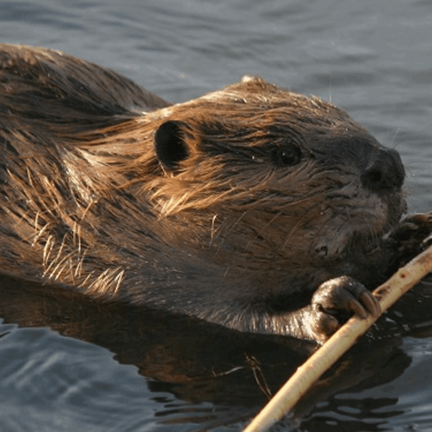 Beaver Image | John Hunt | Budock Vean Hotel | Cornwall