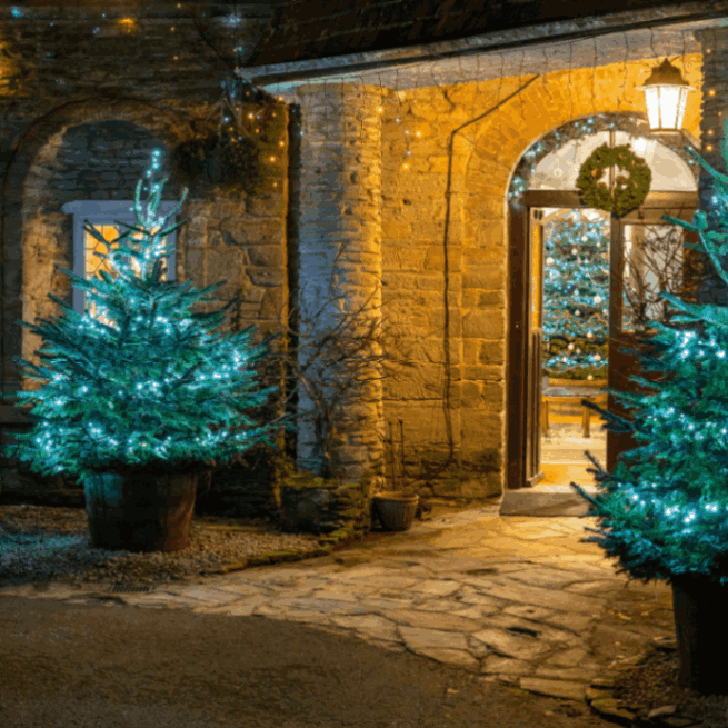 Christmas Trees | Budock Vean Hotel | Cornwall | UK