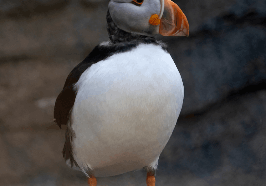 Puffin | Cornish Seal Sanctuary | Budock Vean Hotel | Cornwall | UK