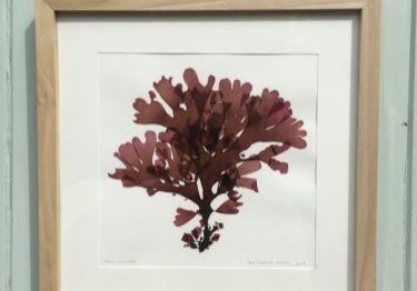 Dulse | The Seaweed Institute Workshop | Budock Vean Hotel