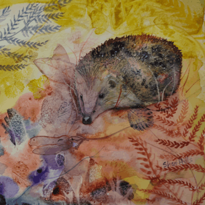 Hedgehog Watercolour Painting | Shari Hills | Budock Vean Hotel